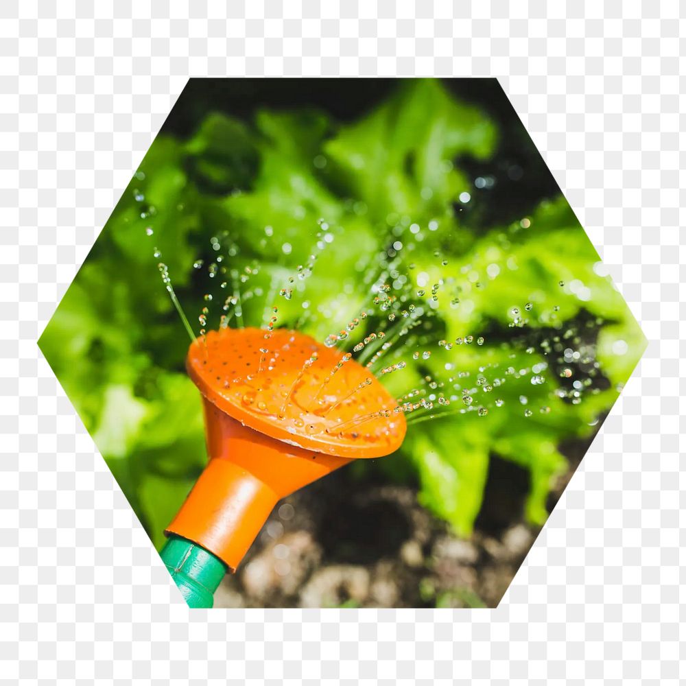 Watering vegetables  png hexagonal sticker, transparent background