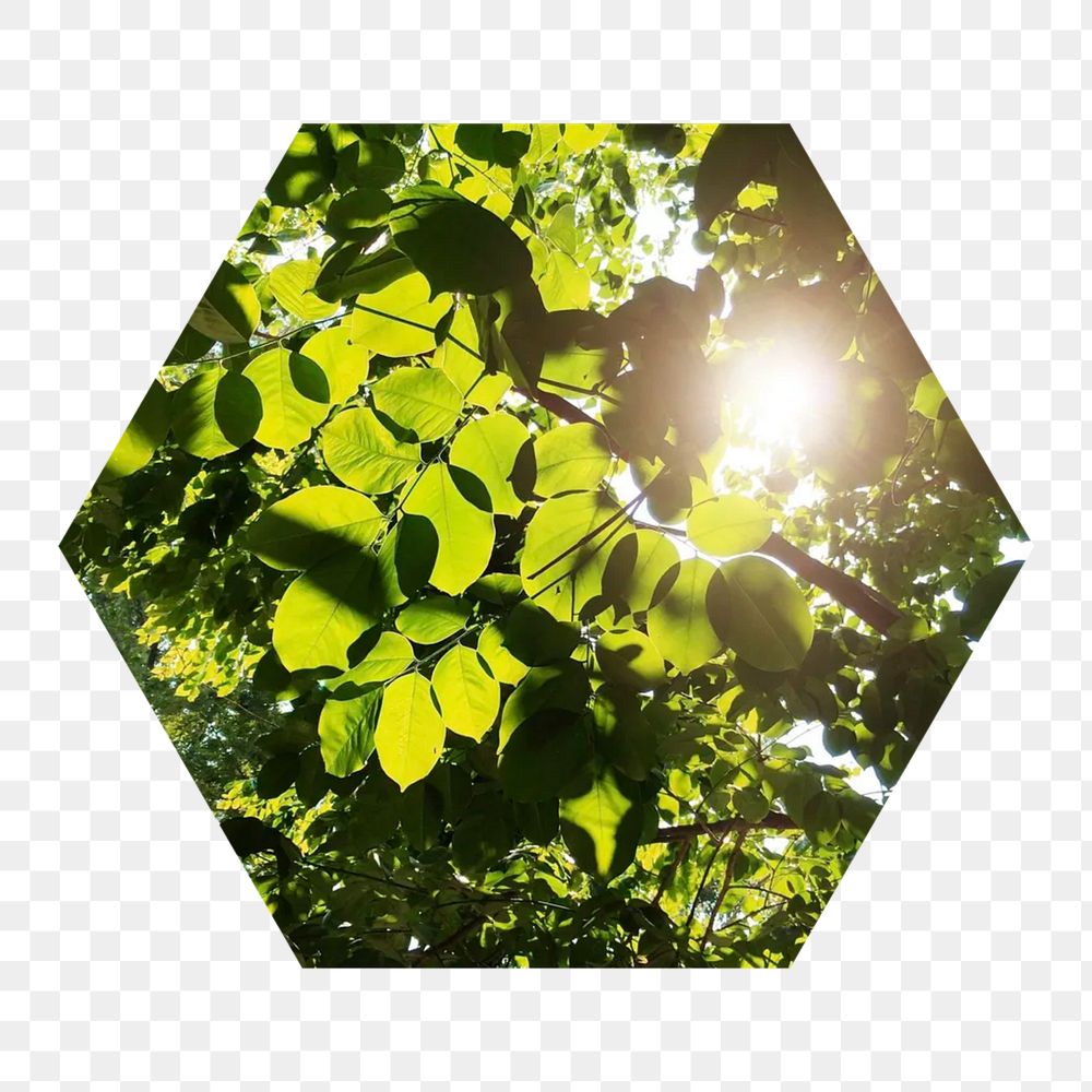 Beautiful greenery  png hexagonal sticker, transparent background