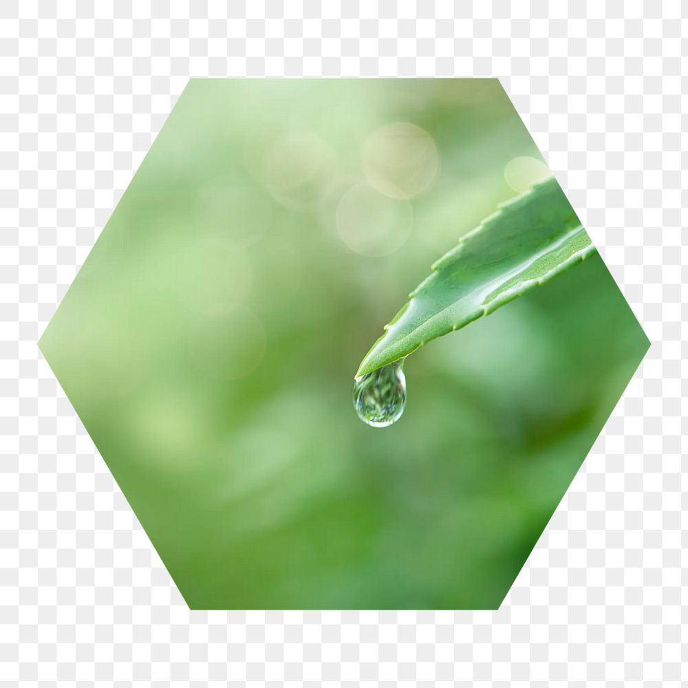 Png dewdrop on a leaf hexagonal sticker, transparent background