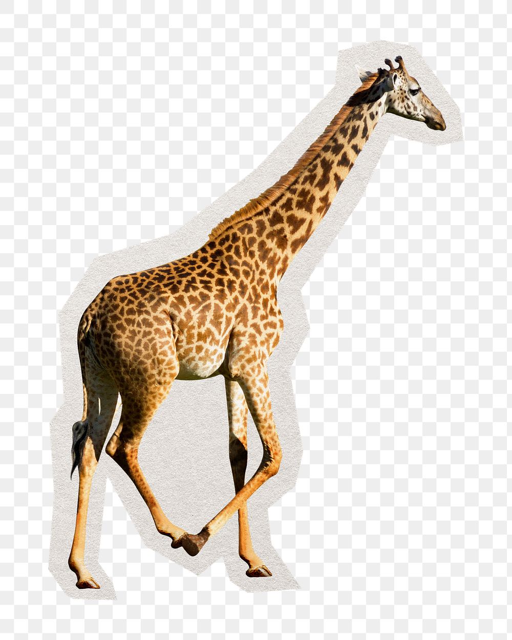 PNG walking giraffe sticker with white border, transparent background