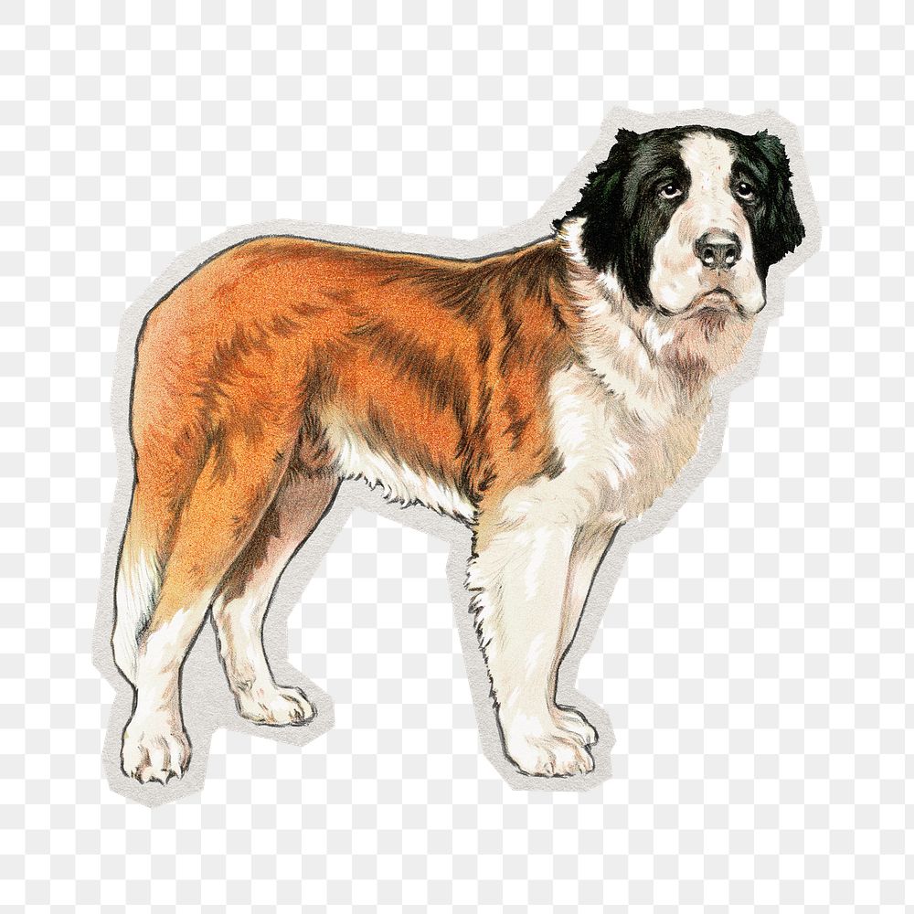 PNG Saint Bernard dog sticker with white border, animal on transparent background 