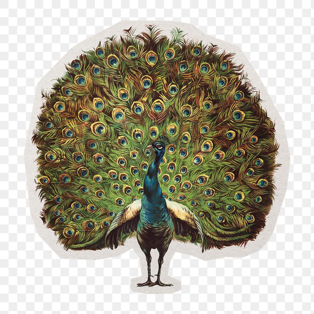 PNG vintage peacock sticker with white border,  transparent background