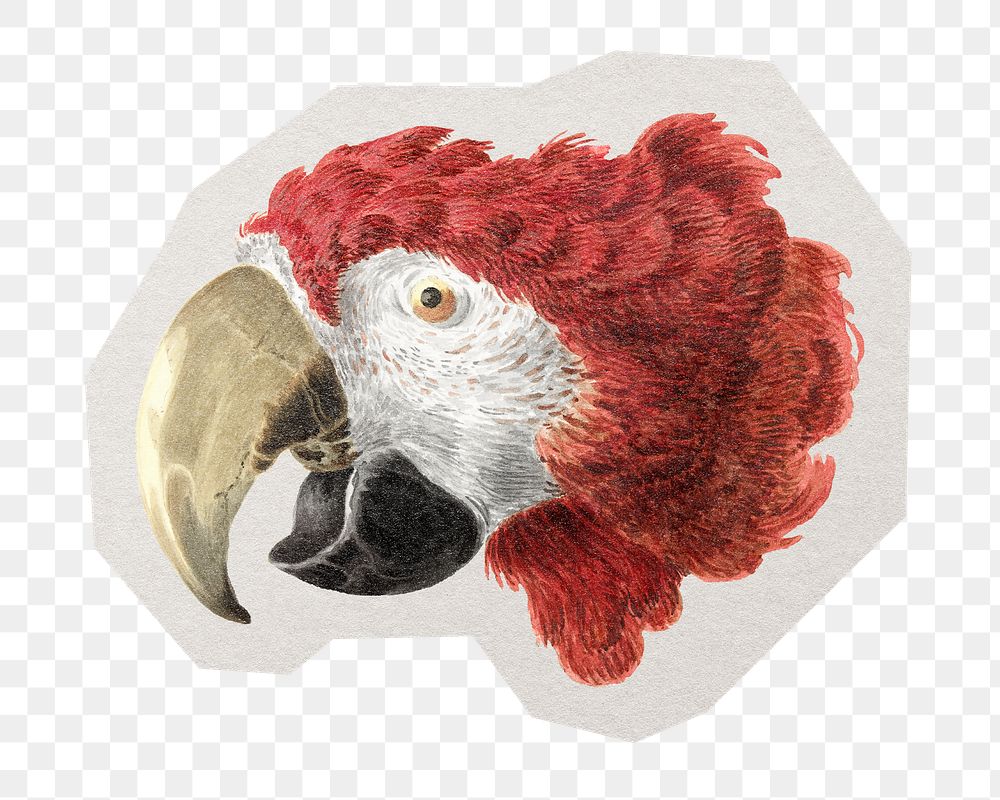 PNG Macaw bird sticker with white border, transparent background