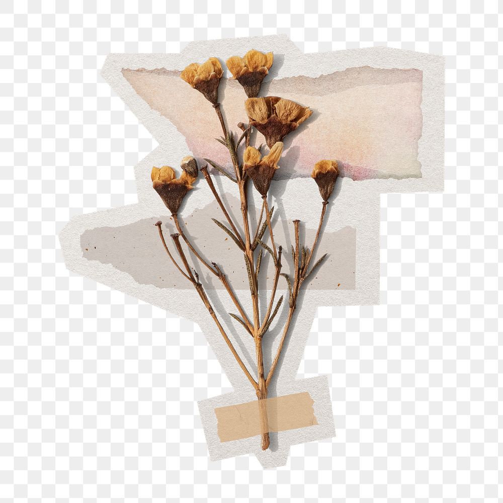 PNG dried flower sticker with white border, transparent background