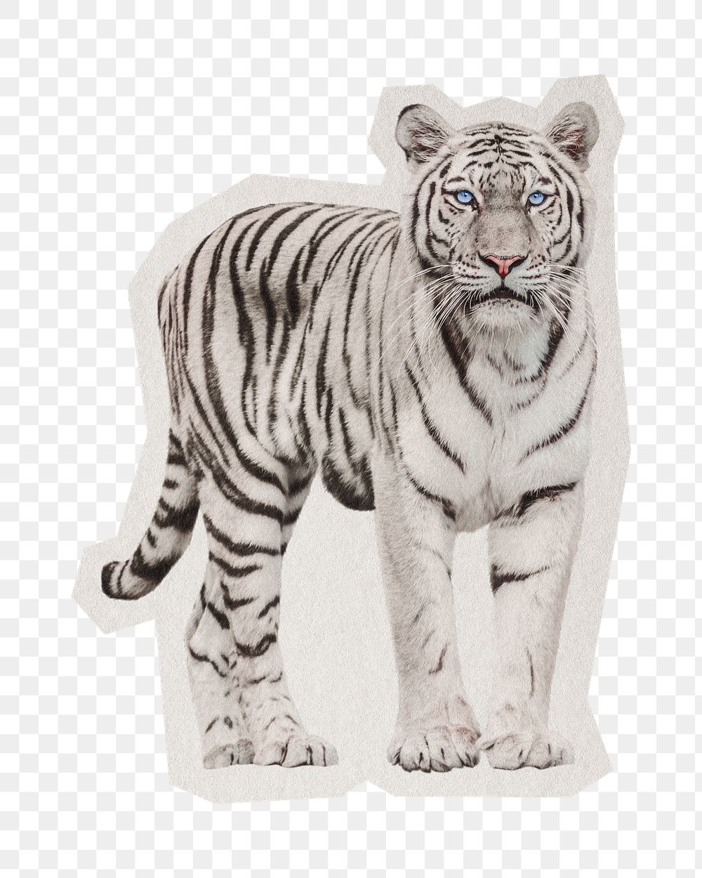 PNG white tiger wildlife sticker  white border,  transparent background