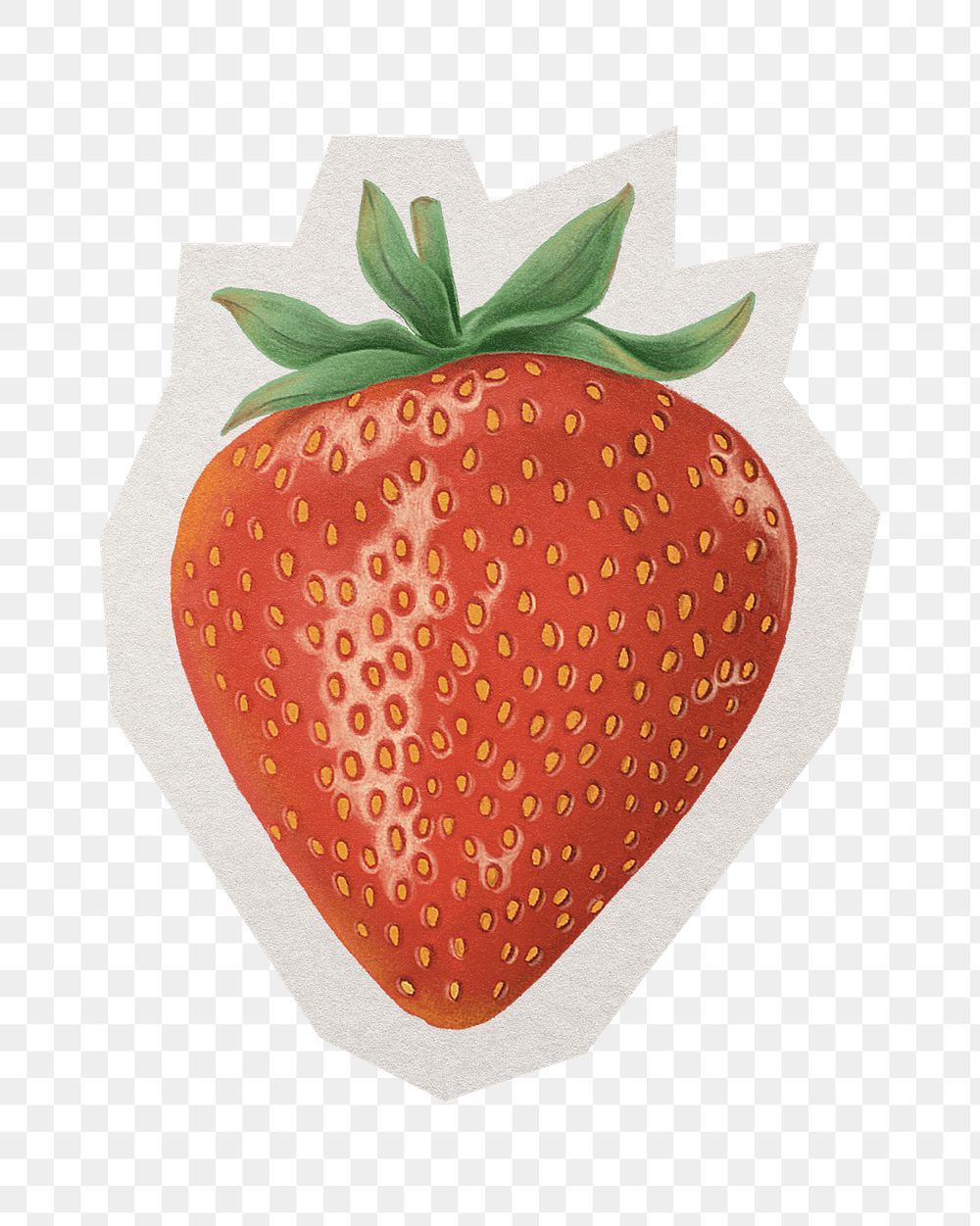 PNG realistic strawberry sticker  white border, transparent background
