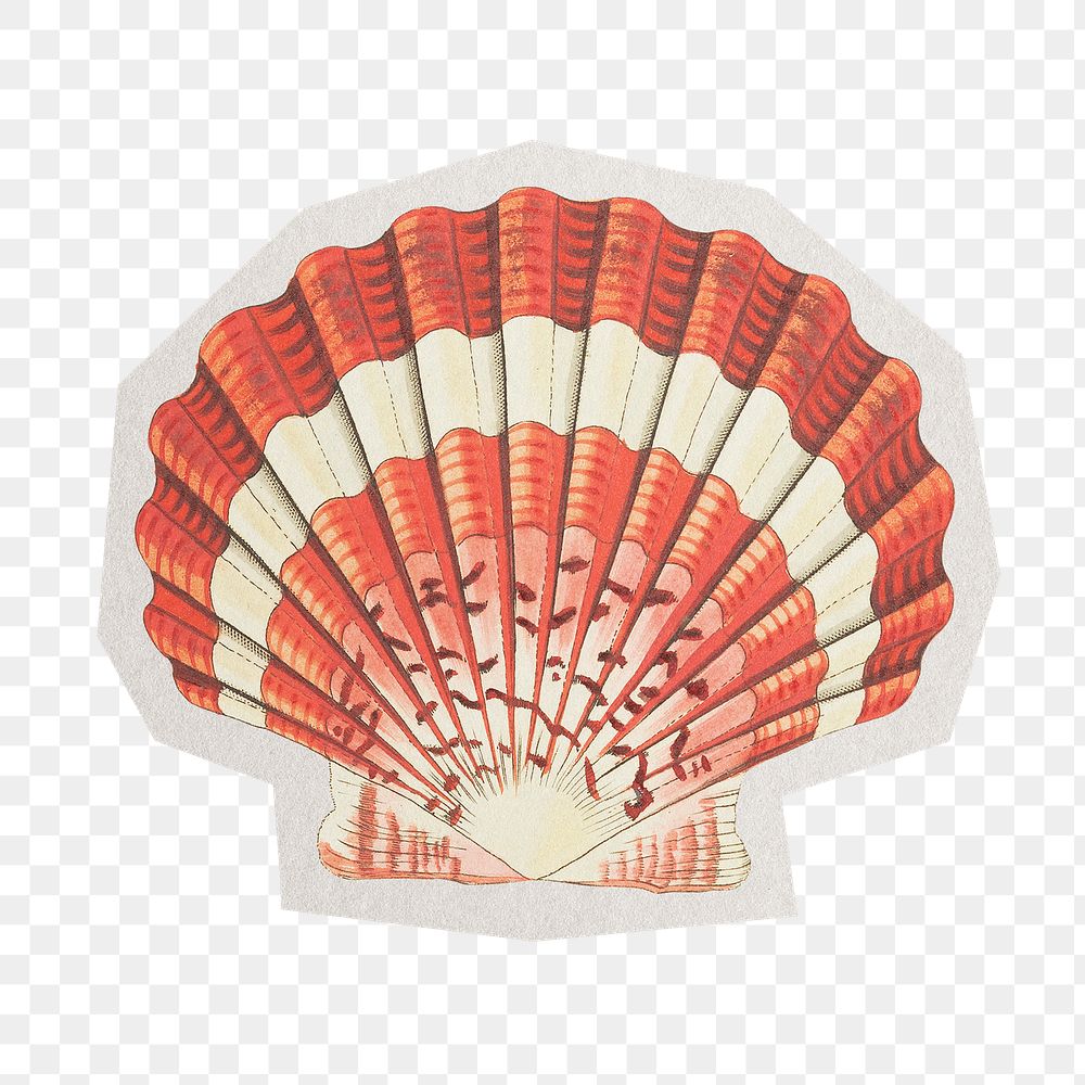 PNG Scallop shell vintage sticker  white border, transparent background