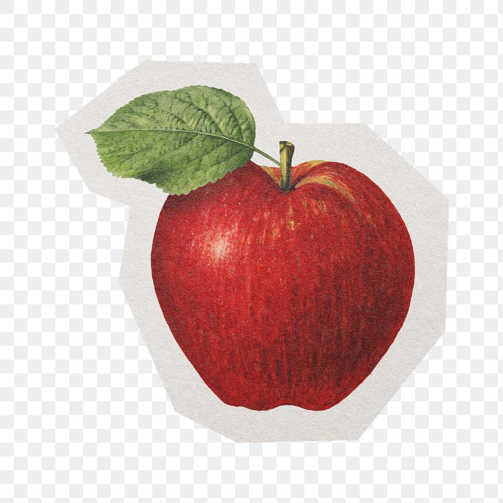 PNG apple sticker  white border,  transparent background