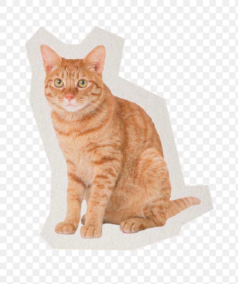 PNG cat sticker  white border,  transparent background