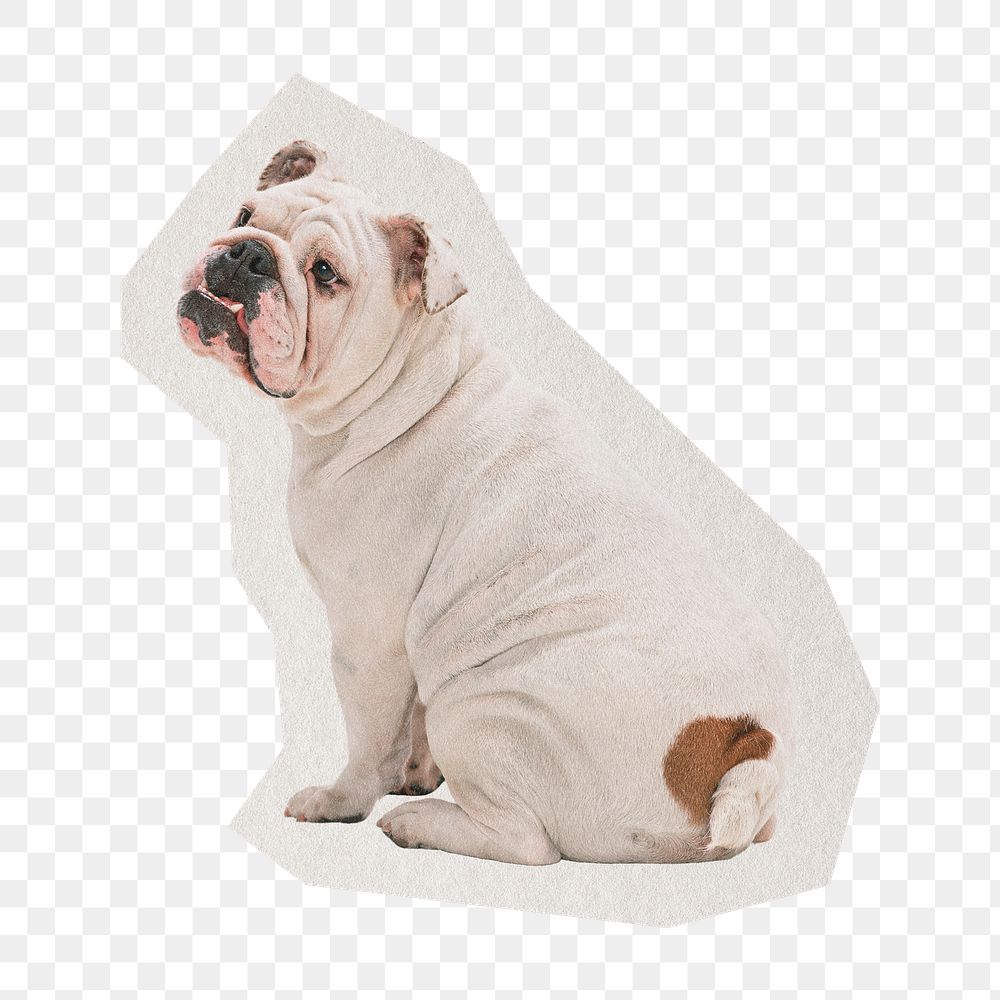 PNG Pug dog sticker  white border,  transparent background