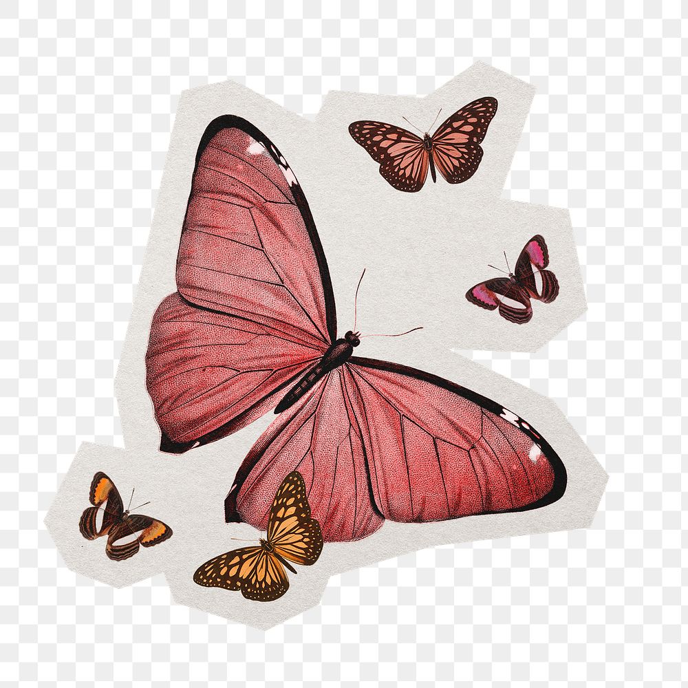 PNG butterfly aesthetic sticker  white border, transparent background
