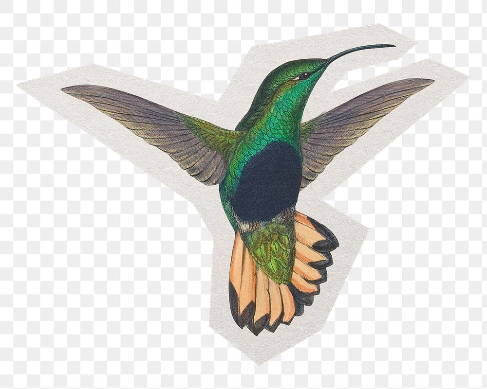PNG vintage hummingbird sticker  white border, animal, transparent background
