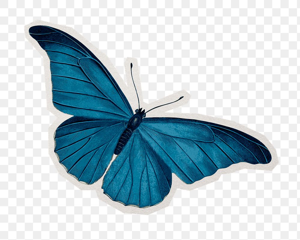 PNG blue butterfly color drawing, transparent background