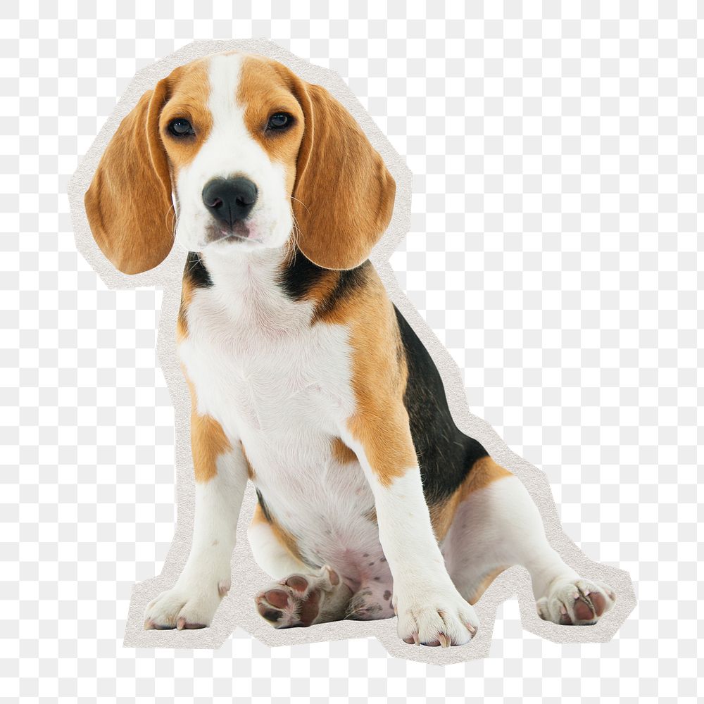 PNG Beagle dog sitting sticker with white border,  transparent background