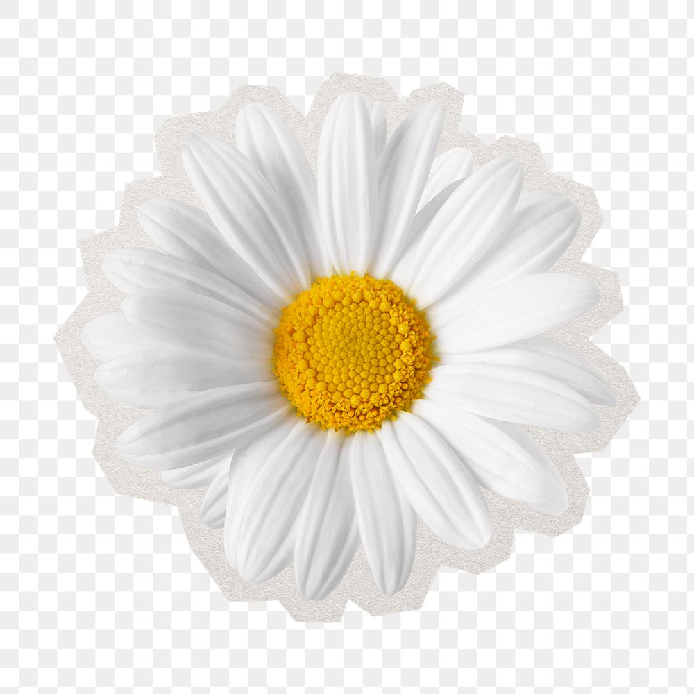 PNG white daisy sticker with white border, transparent background