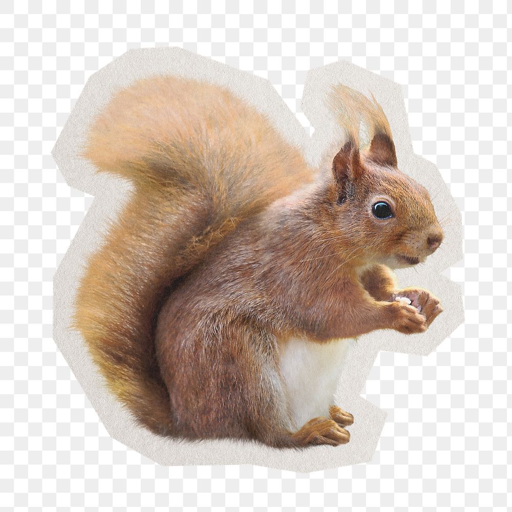 PNG squirrel sticker with white border, transparent background