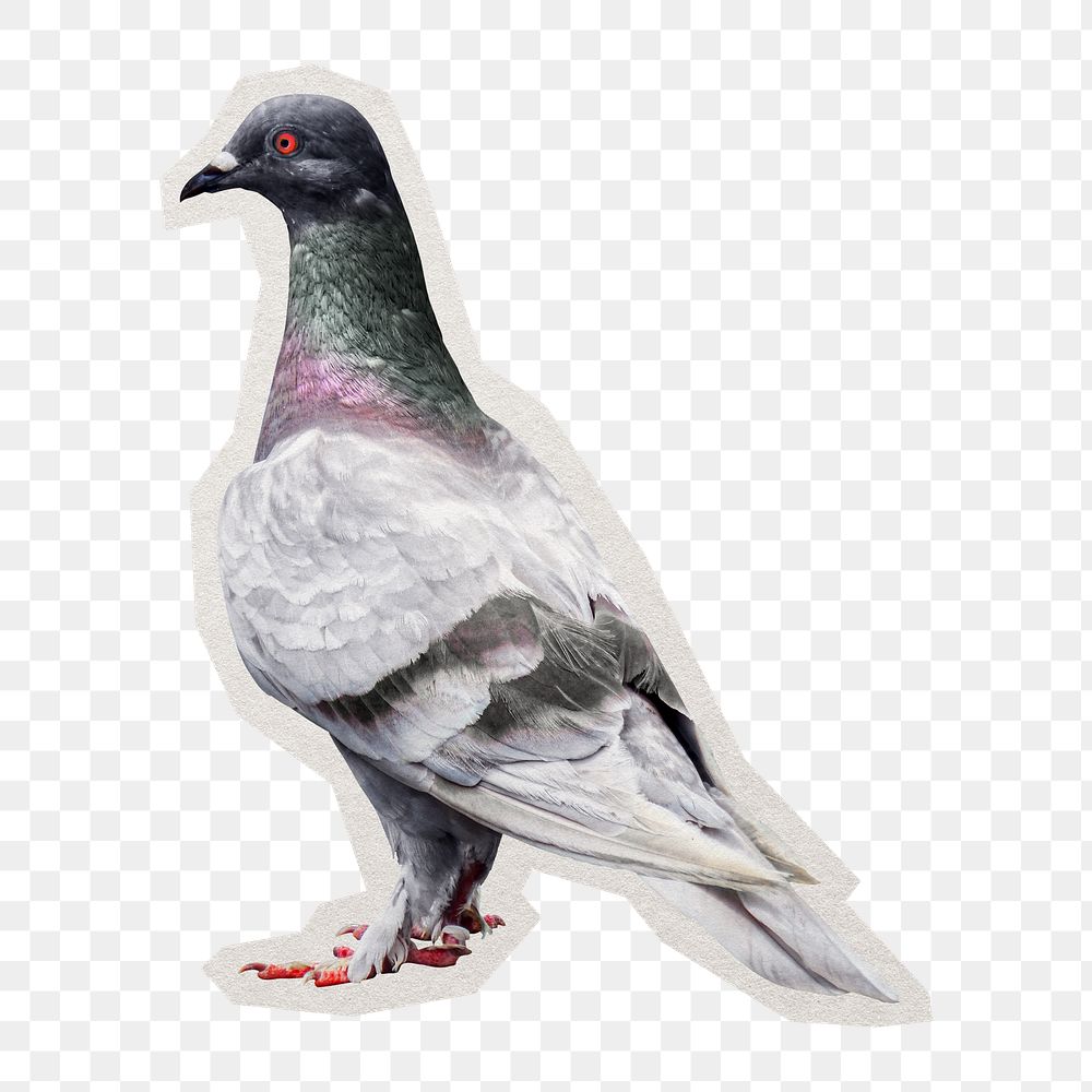 PNG pigeon bird sticker with white border, transparent background