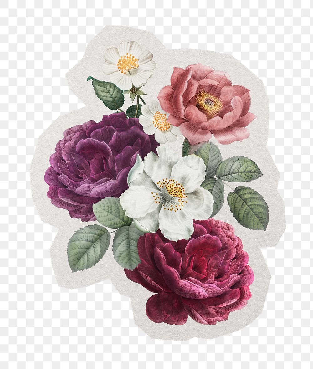 PNG beautiful roses sticker with white border,  transparent background 