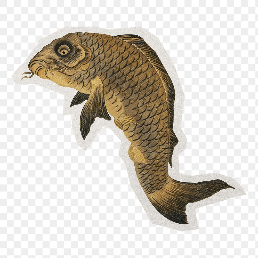 PNG Shorakusai's Japanese fish sticker with white border, transparent background , artwork remixed by rawpixel.