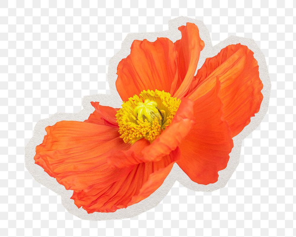 PNG red poppy flower sticker with white border,  transparent background