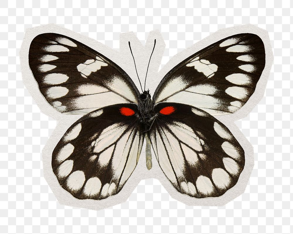 PNG butterfly sticker with white border, transparent background