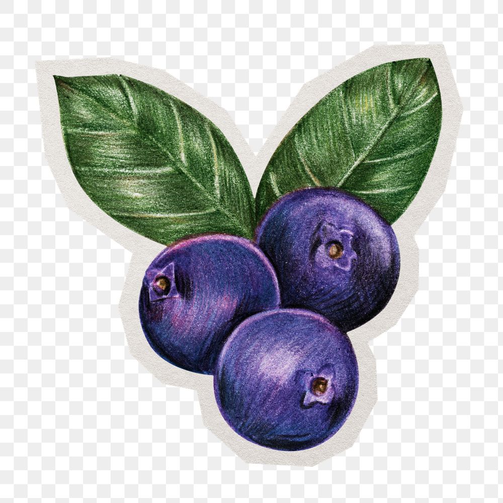 PNG blueberry fruit sticker with white border, transparent background