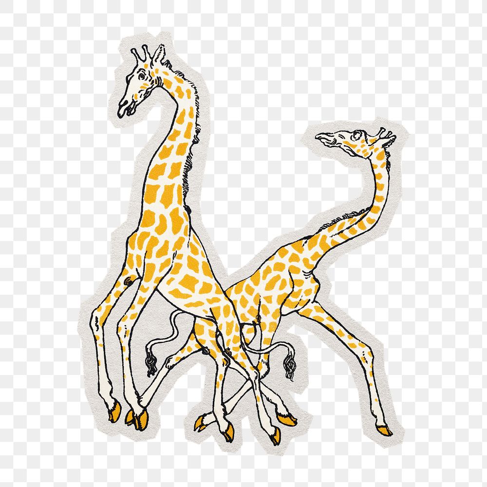 PNG giraffes sticker with white border, transparent background 