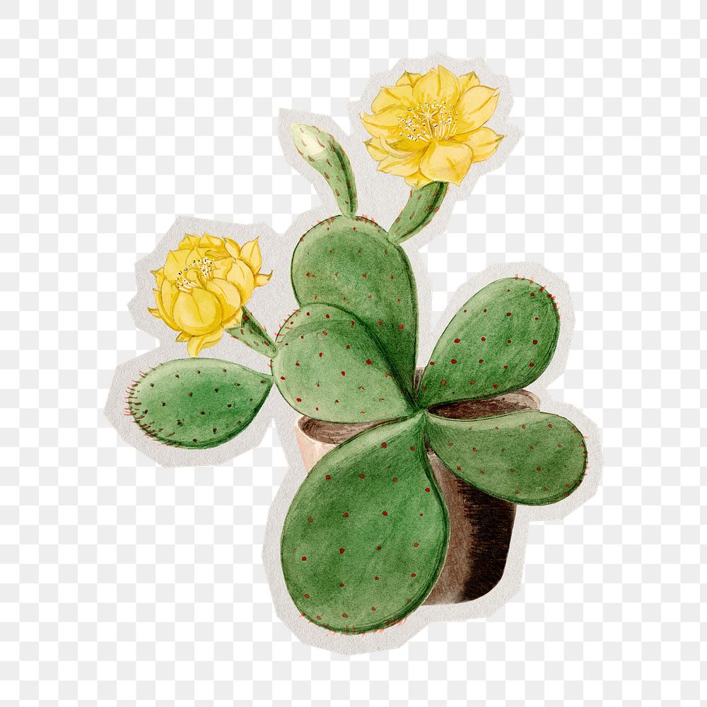 PNG Eastern Prickly Pear cactus sticker with white border, transparent background 