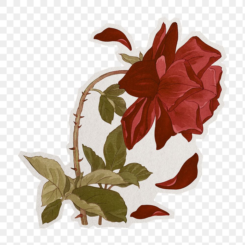 PNG rose sticker with white border,  transparent background 