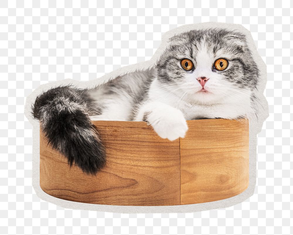 PNG  Scottish fold kitten sticker with white border, transparent background