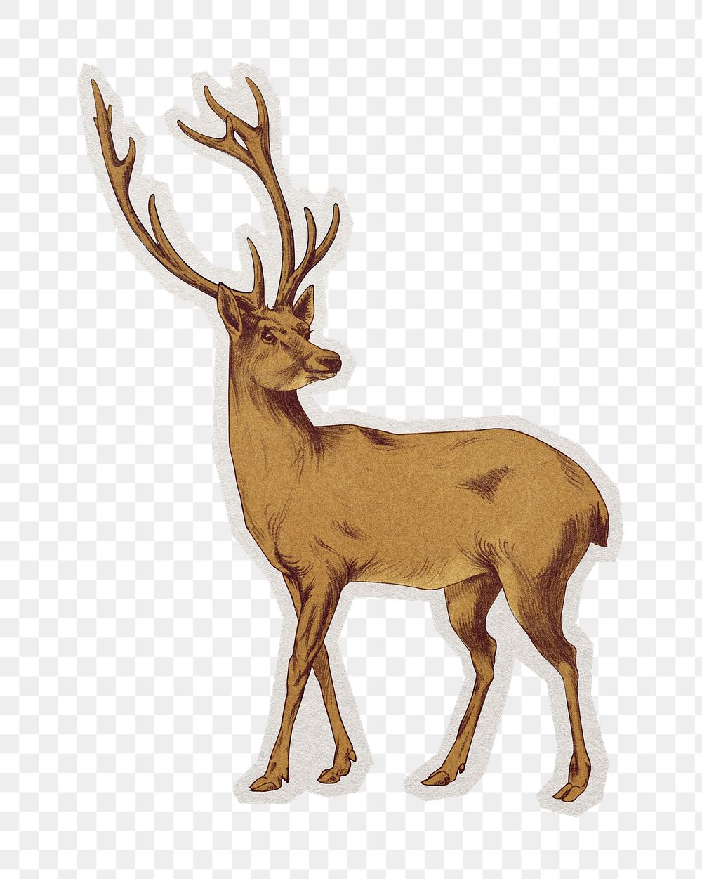 PNG stag sticker with white border, transparent background