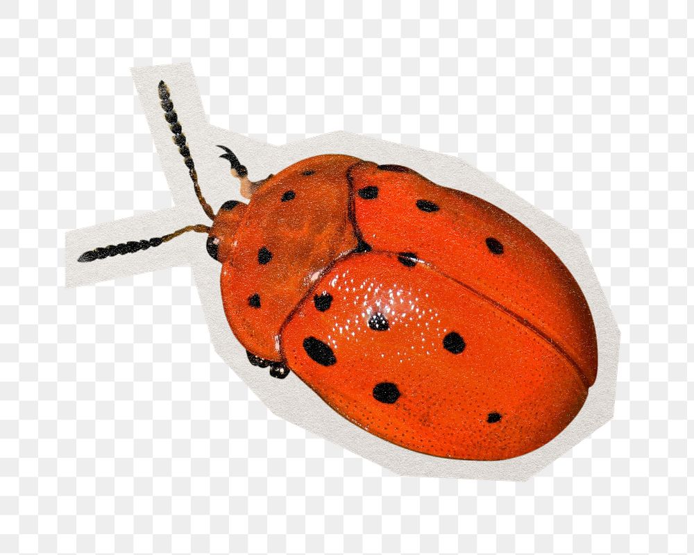 PNG red ladybug sticker with white border, transparent background