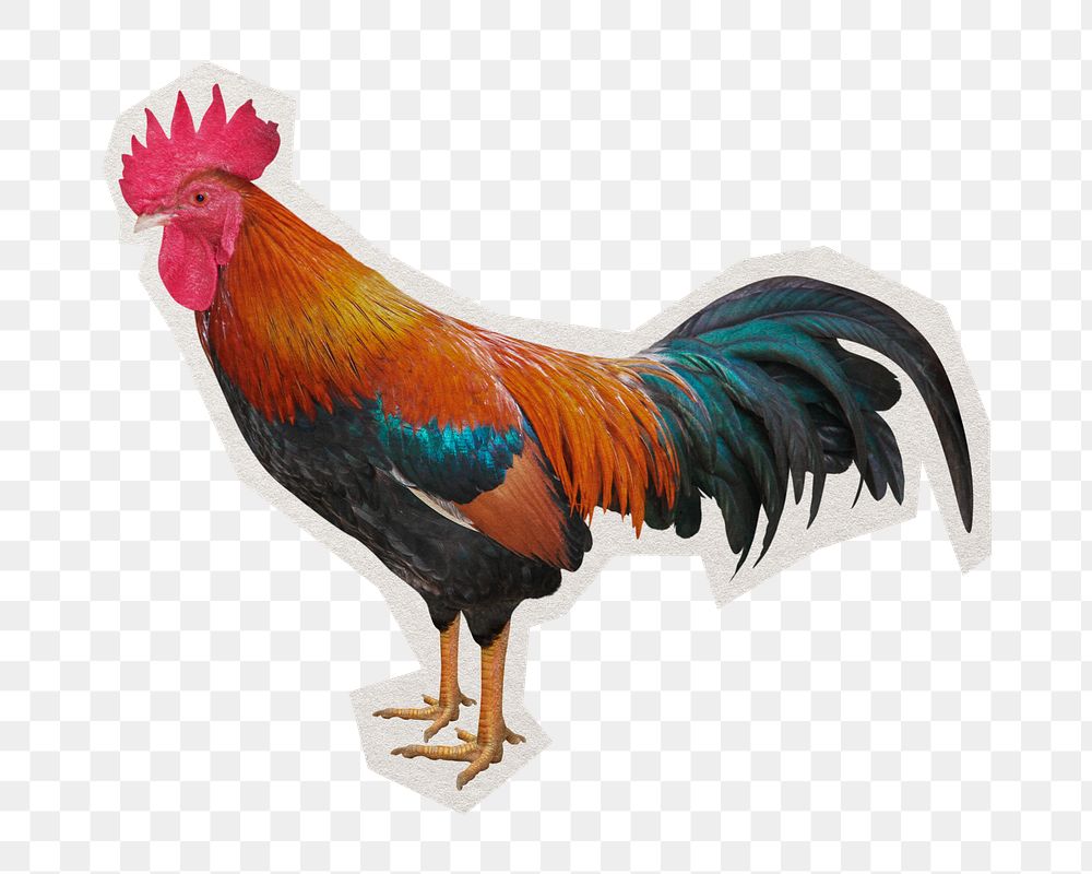 PNG rooster sticker with white border, farm animal, transparent background