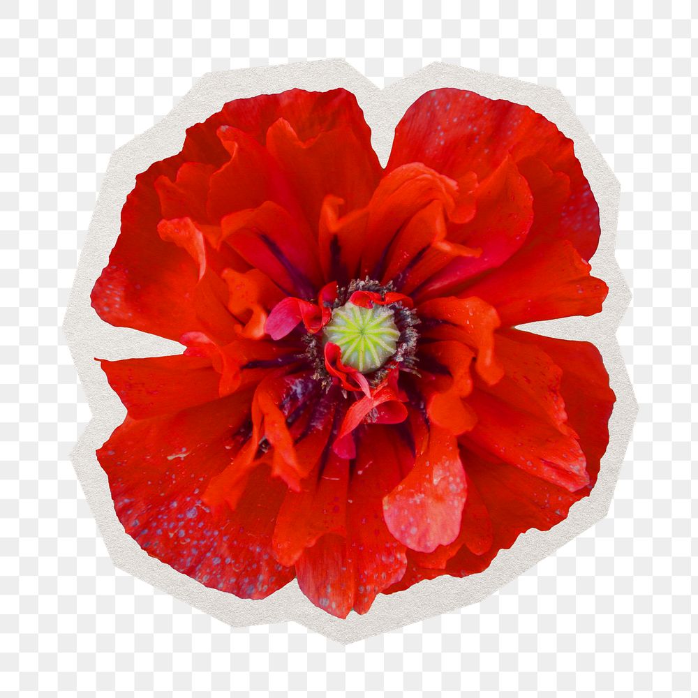 PNG red poppy sticker with white border, transparent background