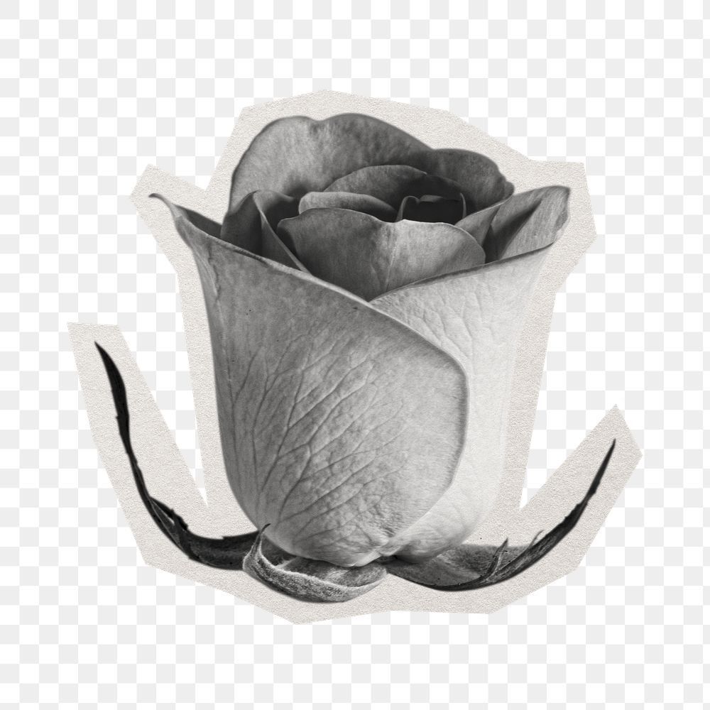 PNG greyscale rose sticker with white border, transparent background