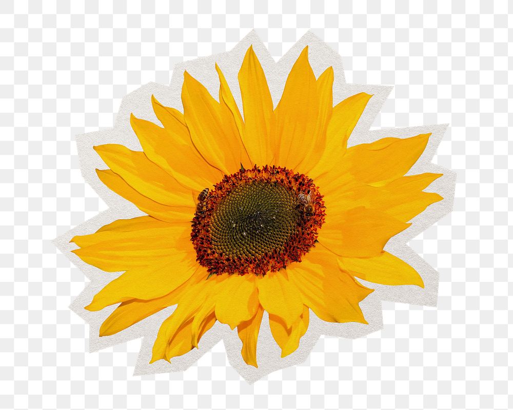 PNG sunflower sticker with white border, transparent background