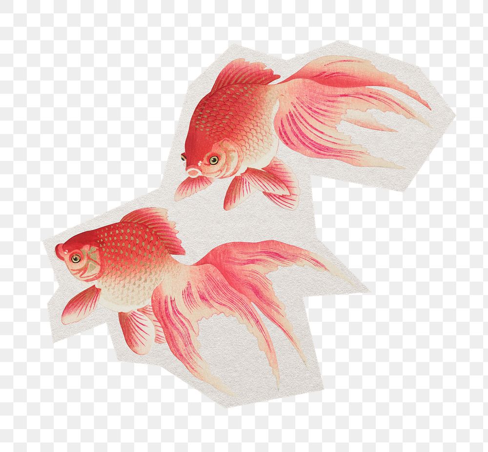 PNG goldfish sticker with white border, transparent background 