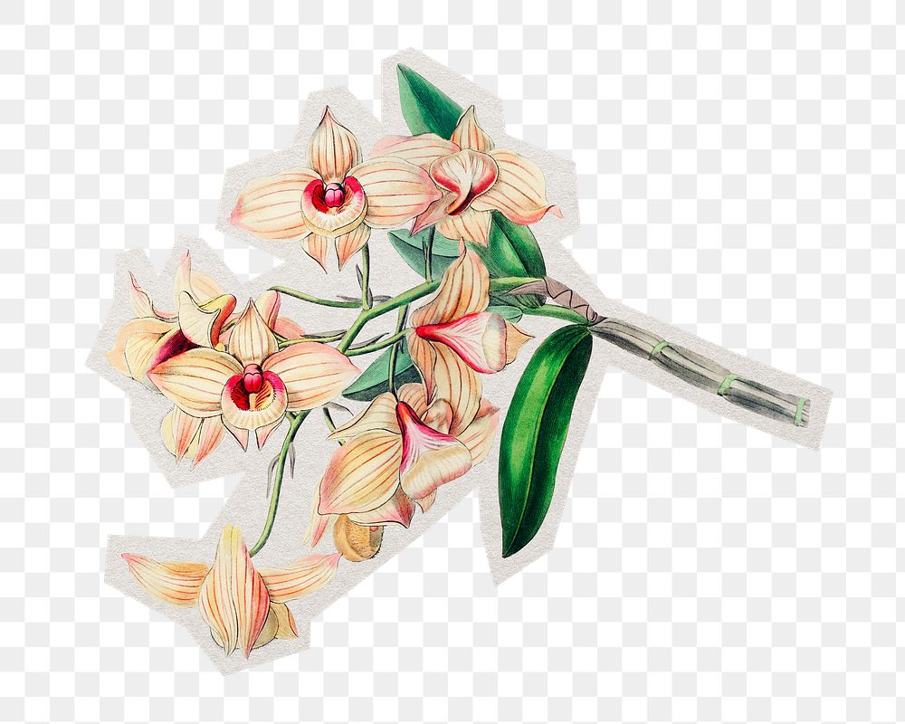 PNG vintage flower sticker with white border, transparent background