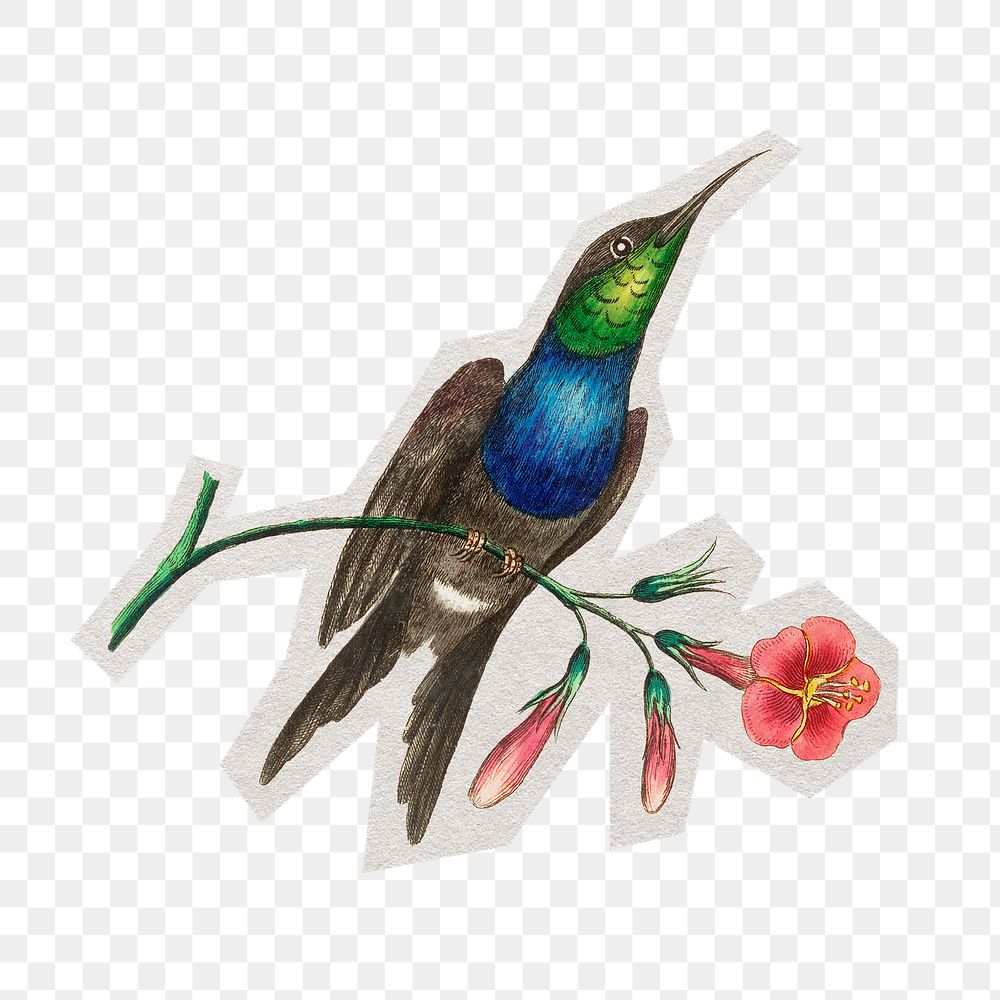 PNG Furcated hummingbird sticker with white border, transparent background 