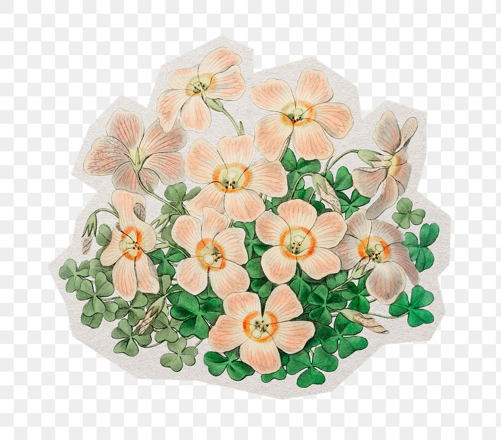 PNG pink oxalis flower sticker with white border, transparent background 
