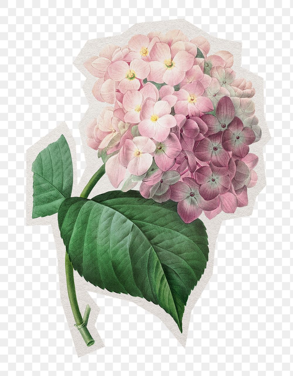 PNG Hydrangea flower sticker with white border, transparent background 