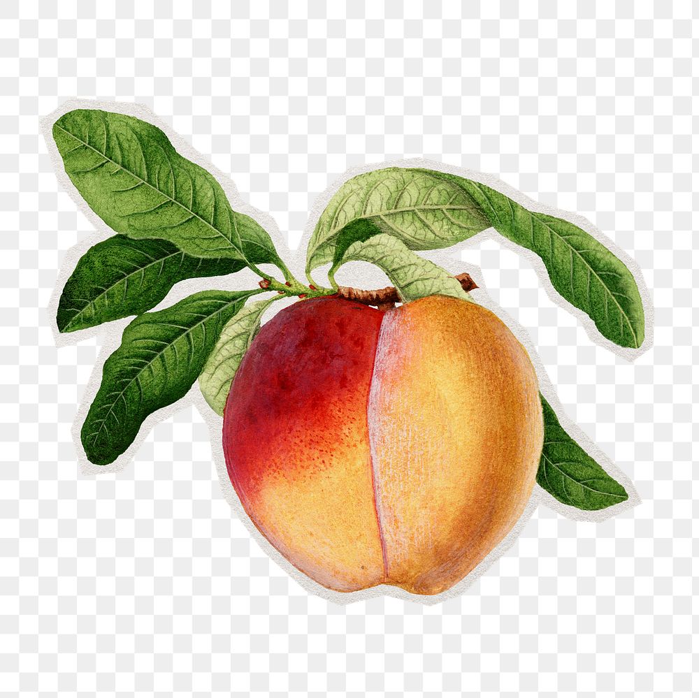 PNG Vintage peach sticker with white border,  transparent background 