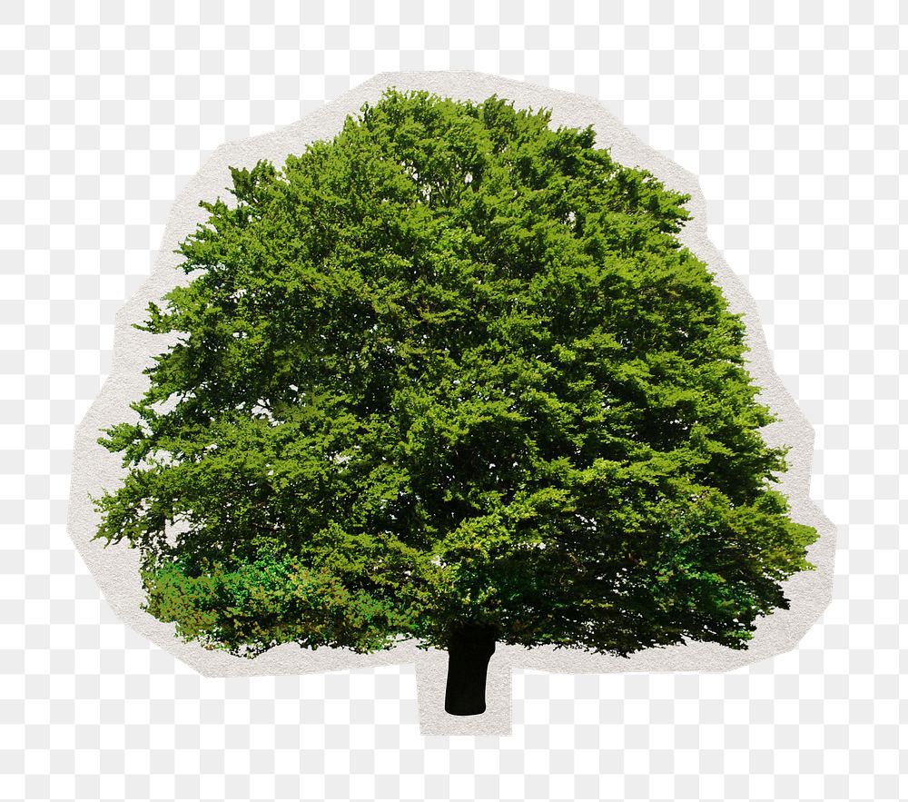 PNG lush tree sticker with white border, transparent background