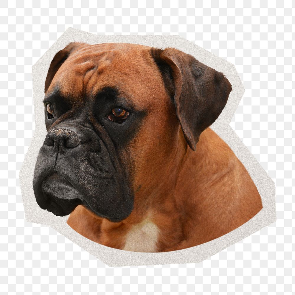PNG Boxer dog  sticker with white border, transparent background