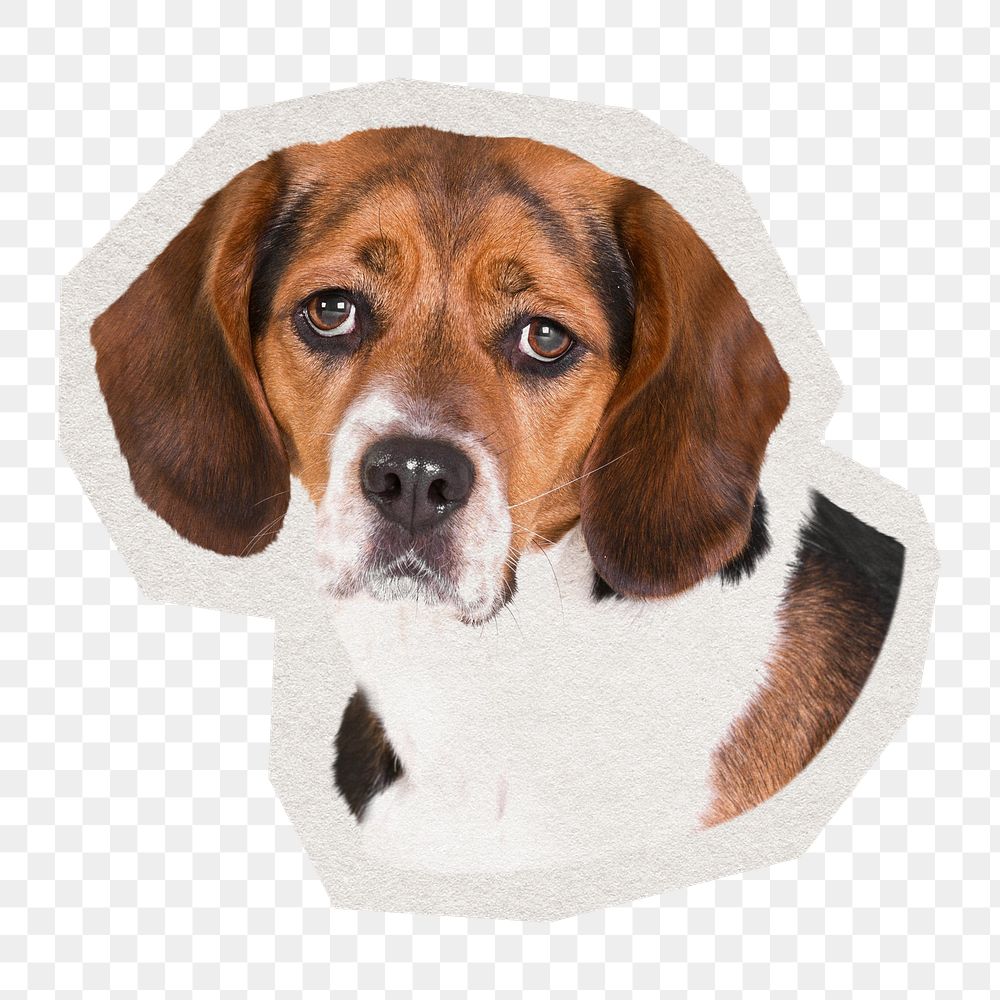 PNG Beagle dog  sticker with white border, transparent background