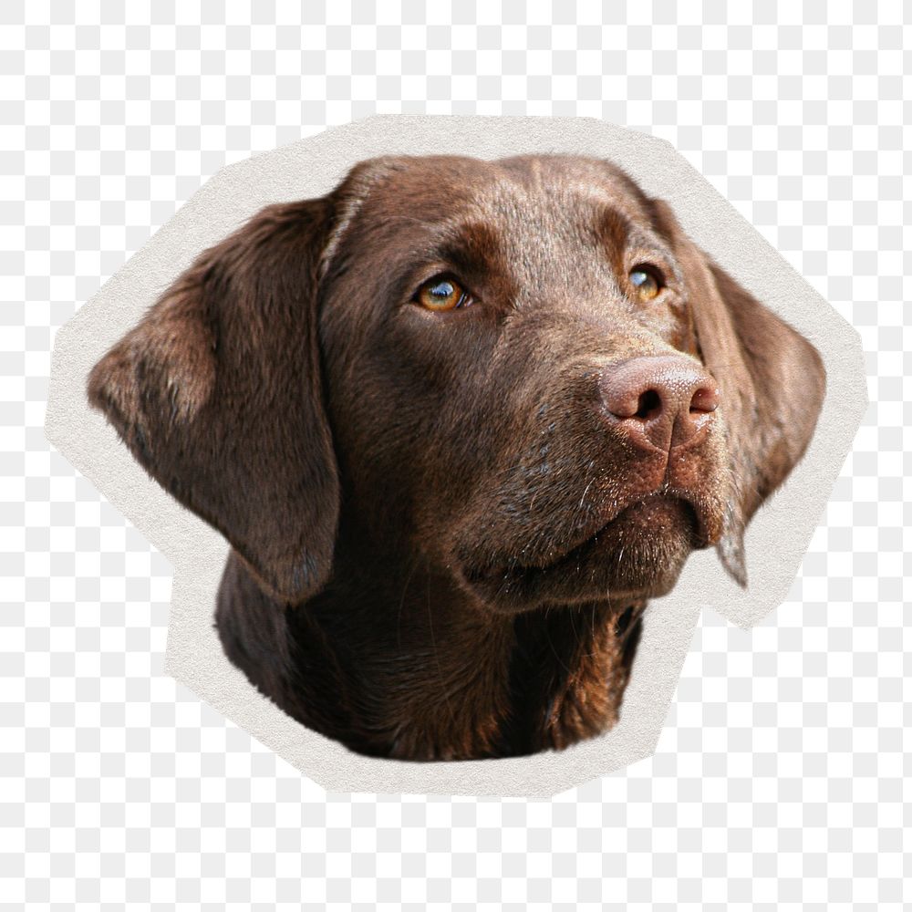 PNG Labrador Retriever dog sticker with white border, transparent background