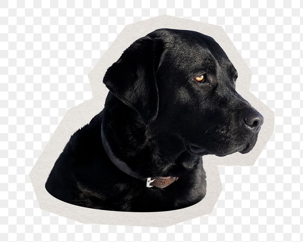 PNG Labrador retriever dog  sticker with white border, transparent background