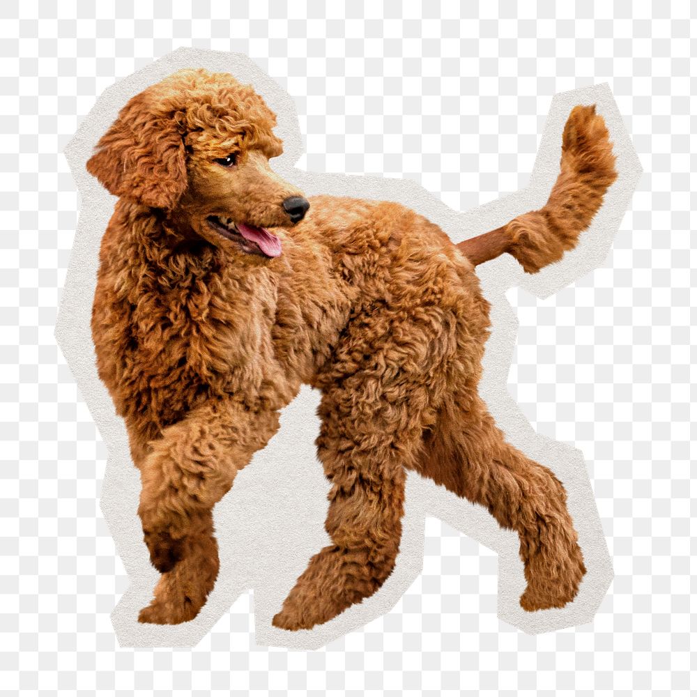 PNG brown poodle sticker with white border, transparent background