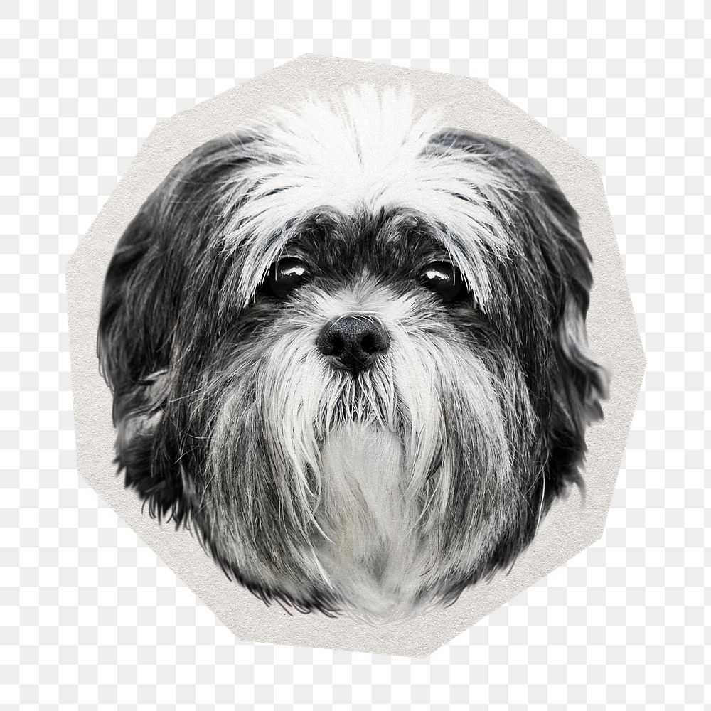 PNG Shih tzu dog  sticker with white border, transparent background