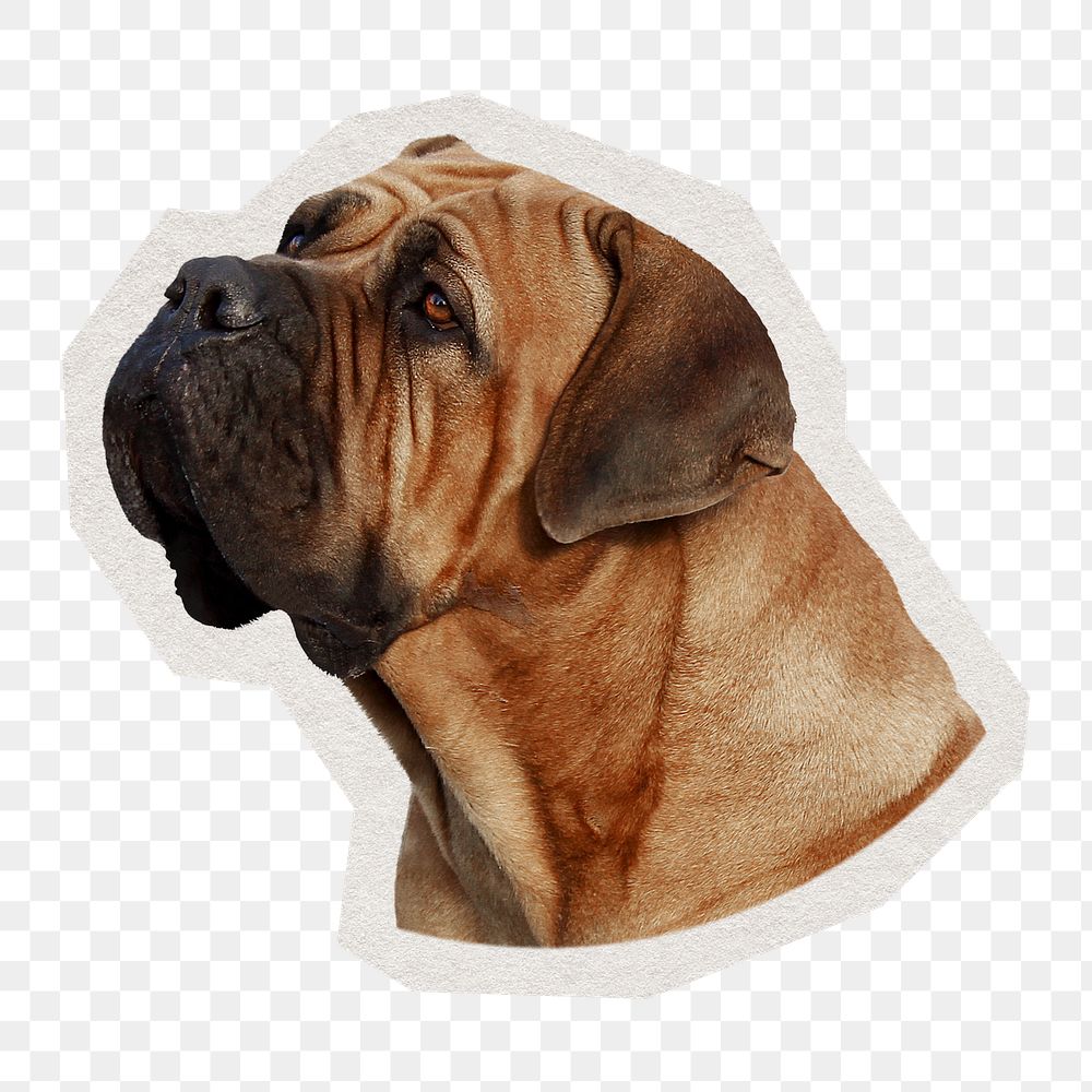 PNG brown bulldog sticker with white border, transparent background